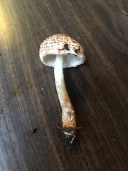 Lepiota felina