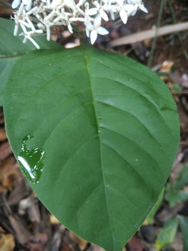 Ixora finlaysoniana