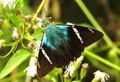 Astraptes fulgerator azul