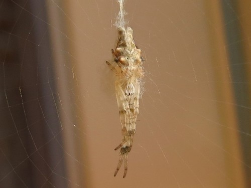 Bifurcate Trashline Orbweaver photo 4