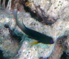 Stegastes partitus