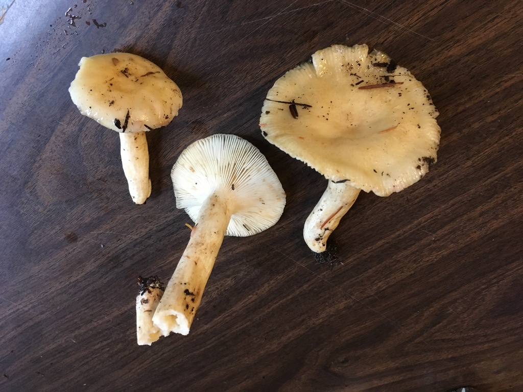 Russula pallescens from Twanoh State Park, Union, WA, US on November 3 ...