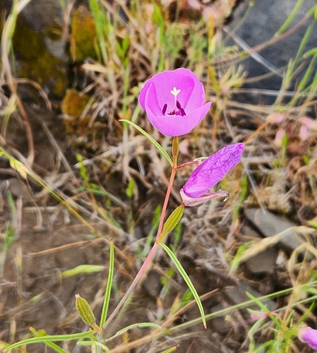 Image of Clarkia arcuata by (c) Chris Conard, some rights reserved (CC BY)
