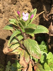 Epilobium ciliatum watsonii