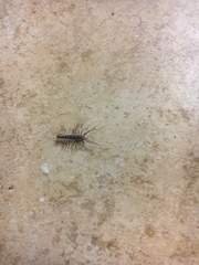 Scutigera coleoptrata
