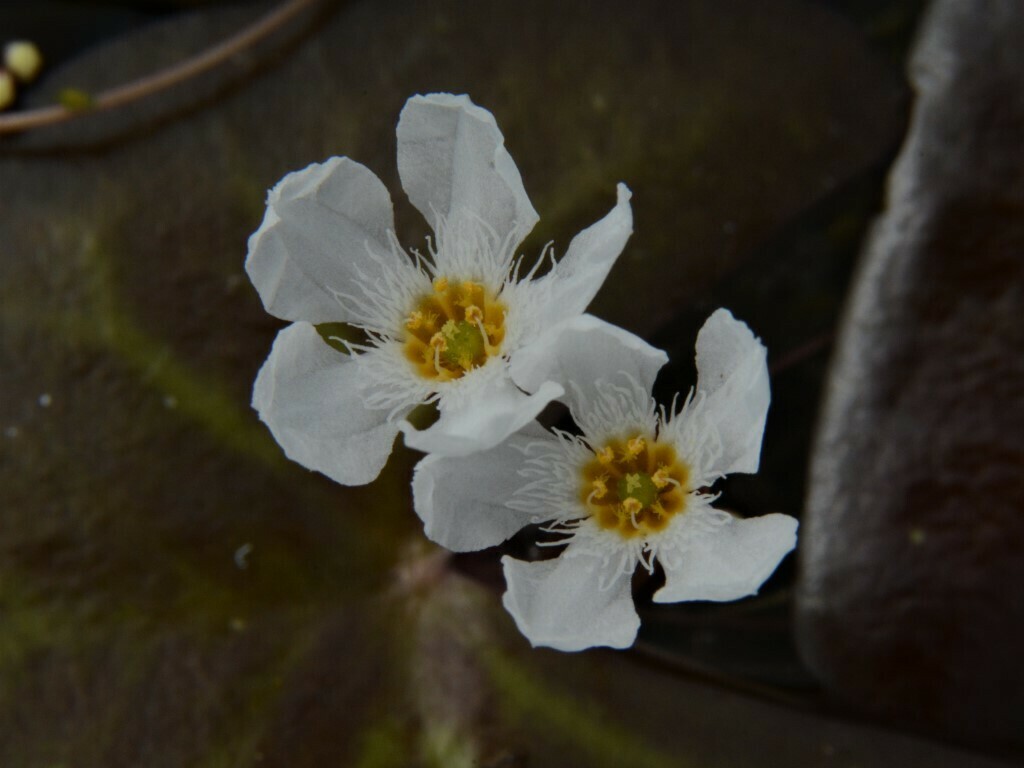Nymphoides spongiosa