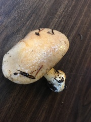 Cortinarius talus