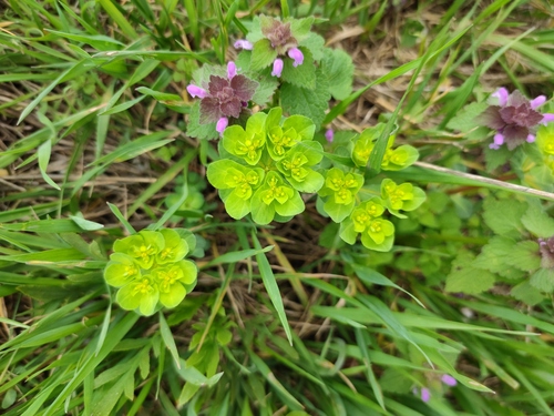 Euphorbia helioscopia ssp. helioscopioides