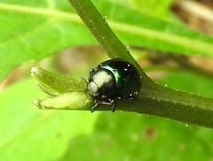 Leptinotarsa haldemani