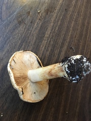 Cortinarius talus