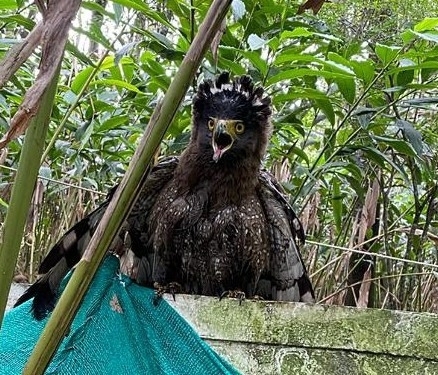 Serpentaire bacha (Spilornis cheela)