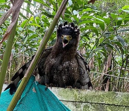 Crested Serpent-Eagle illustration