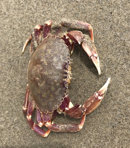 Metacarcinus gracilis