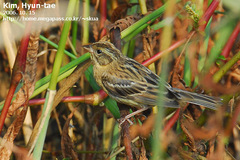 Emberiza aureola