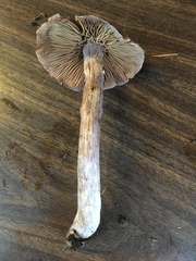 Cortinarius substriatus