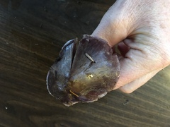 Cortinarius substriatus