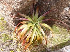 Dracophyllum traversii