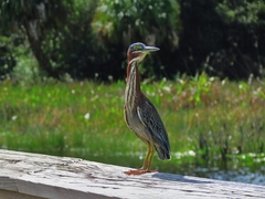 Butorides virescens image