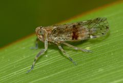 Koroana lanceloti