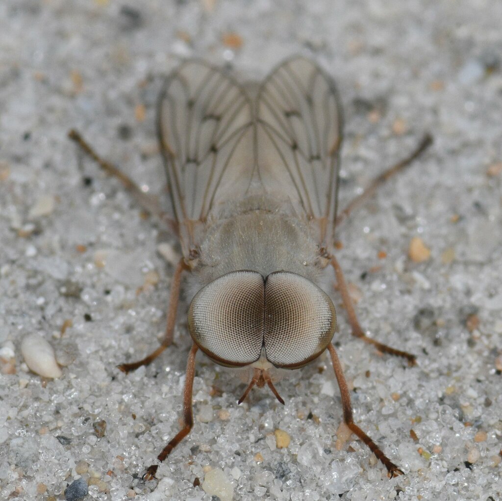 Stenotabanus psammophilus