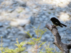 Petroica macrocephala