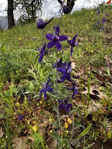 iNaturalist observation photo of Zigzag Larkspur