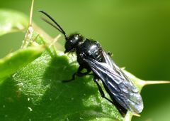 Argogorytes carbonarius