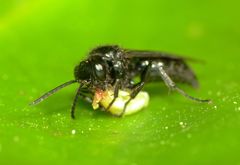 Argogorytes carbonarius