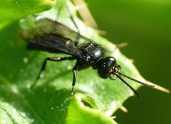 Argogorytes carbonarius