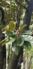 Magnolia grandiflora