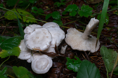 Clitocybe dilatata