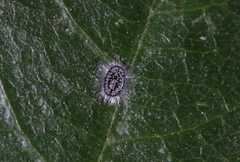 Aleuroparadoxus iridescens