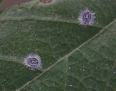 Aleuroparadoxus iridescens