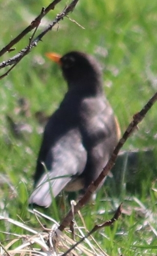 American Robin