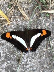 Adelpha paroeca paroeca