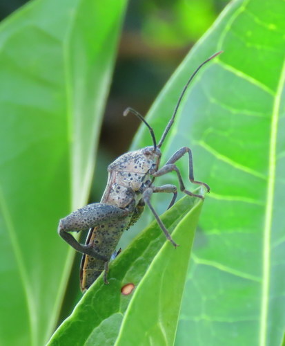 Sweet potato bug photo 4