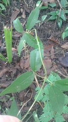 Bignonieae