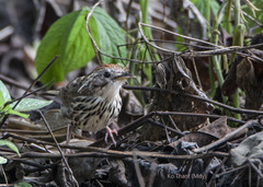 Pellorneum ruficeps