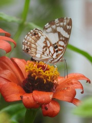 Image of Ariconias albinus