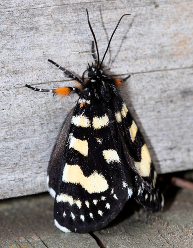 Willow-herb Day-moth
