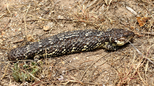 Shingleback, photo 5 of 10