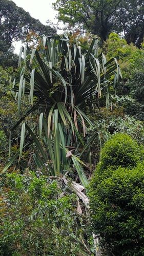 Image of Pandanus furcatus by (c) Harsha Jayaramaiah, some rights reserved (CC BY)