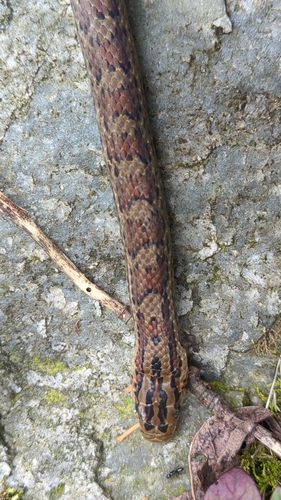 Bella Rat Snake