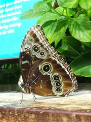 Morpho helenor peleides