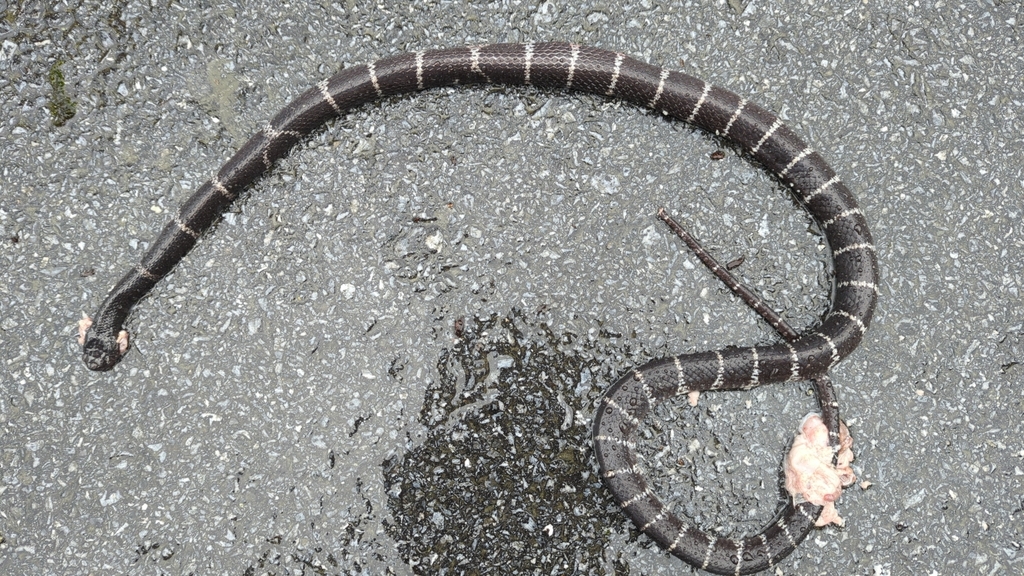 Northern Large-toothed Snake
