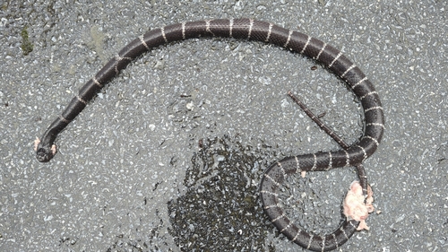 Northern Large-toothed Snake