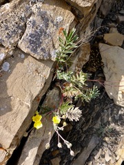 Potentilla ovina