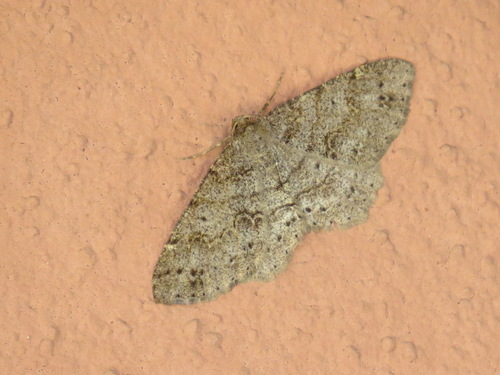 Western Carpet photo 6