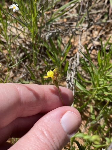 Image of Oenothera linifolia by (c) Meghan Cassidy, some rights reserved (CC BY-SA)