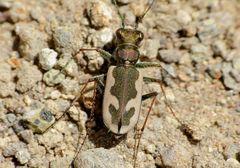 Neocicindela latecincta